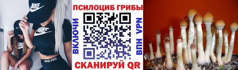 Галлюциногенные грибы MAGIC MUSHROOMS  Купить  Фрязино 